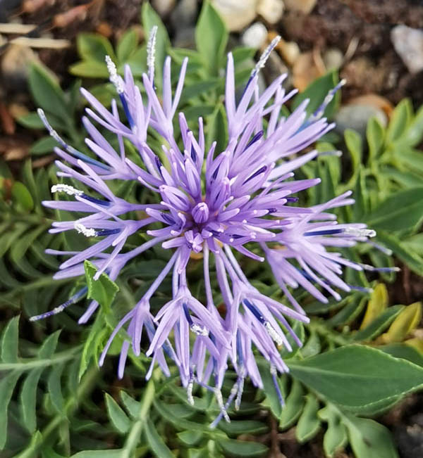 Carduncellus mitissimus 2